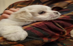 Maltese dogs for sale: Beautiful Maltese Puppies - Advert 6