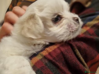 Maltese dogs Beautiful Maltese Puppies - Advert 18