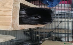 Chinchilla rodents for sale: Chinchillas for sale - Image 10
