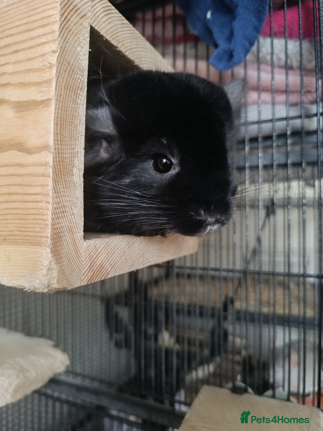 Chinchilla rodents for sale: Chinchillas for sale - Image 10