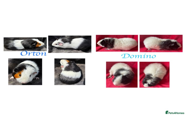 Guinea Pig rodents - Advert 1