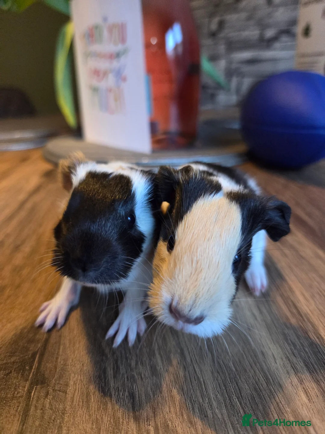 Guinea Pig rodents for sale: Gorgeous bonded brothers - Advert 4