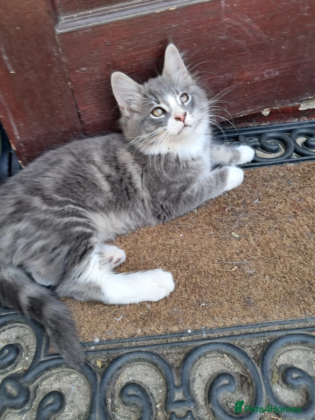 Mixed Breed cats for sale: Very fluffy grey mixbread ready to go🐈‍⬛🐈‍⬛£190 in Hounslow - Advert 15