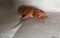 Australian Labradoodle dogs for sale: Fib Labradoodle puppies - Advert 24