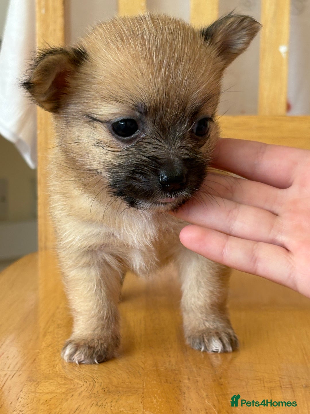 Pomchi dogs for sale: Dollys beautiful puppies - Image 3