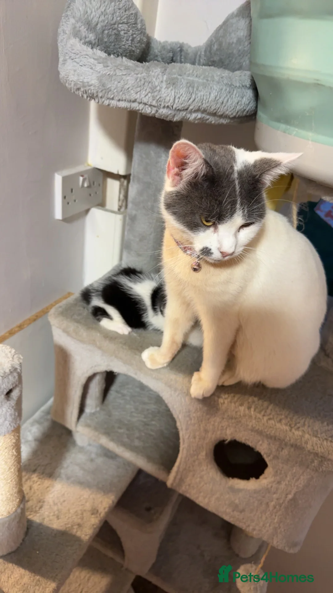British Shorthair cats for sale: Kittens and mother  - Advert 1