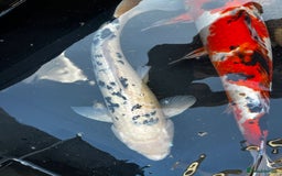Koi Carp fish for sale: Japanese koi carp £100 each  - Image 21