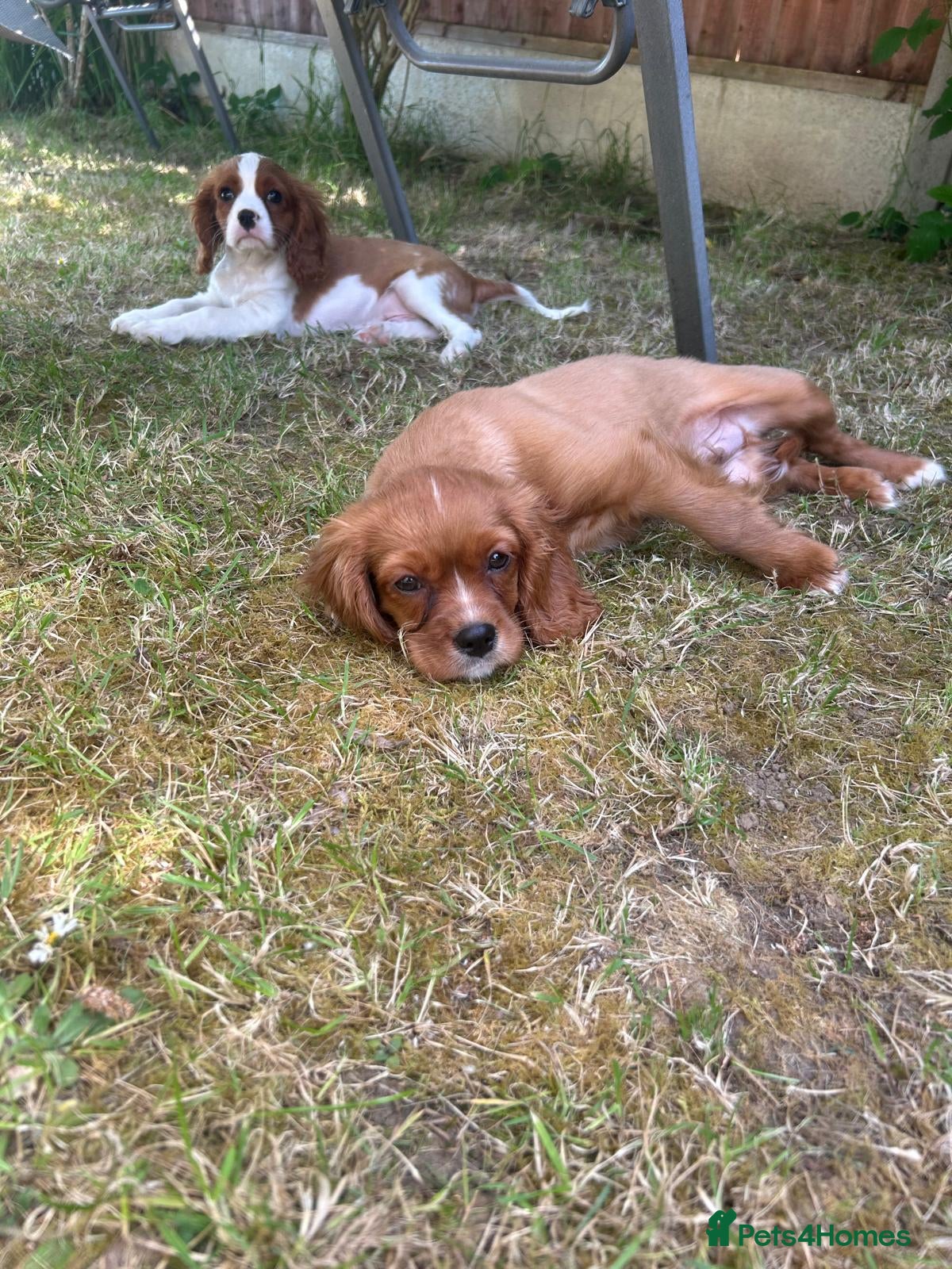 Cavalier King Charles Spaniel dogs 2 beautiful boys . king charles cavalier puppies - Advert 5