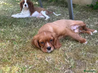 Cavalier King Charles Spaniel dogs 2 beautiful boys . king charles cavalier puppies - Advert 5