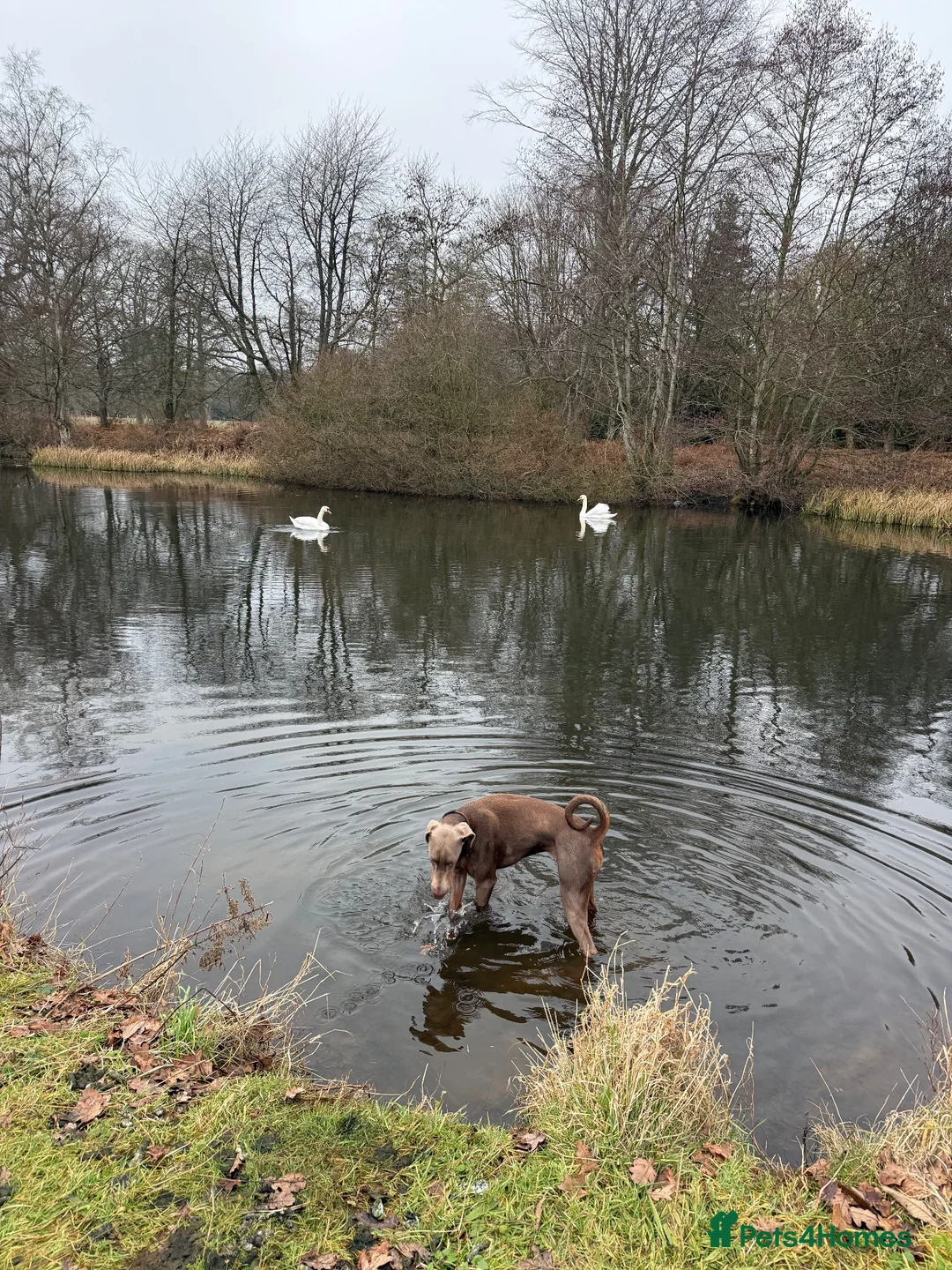 Dobermann dogs for sale: Doberman  - Advert 3