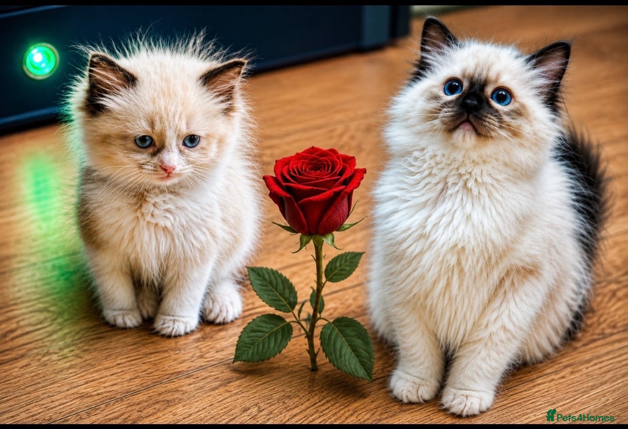 Ragdoll cats Stunning  ragdoll kittens - Advert 8