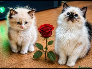Ragdoll cats Stunning ragdoll kittens - Advert 11