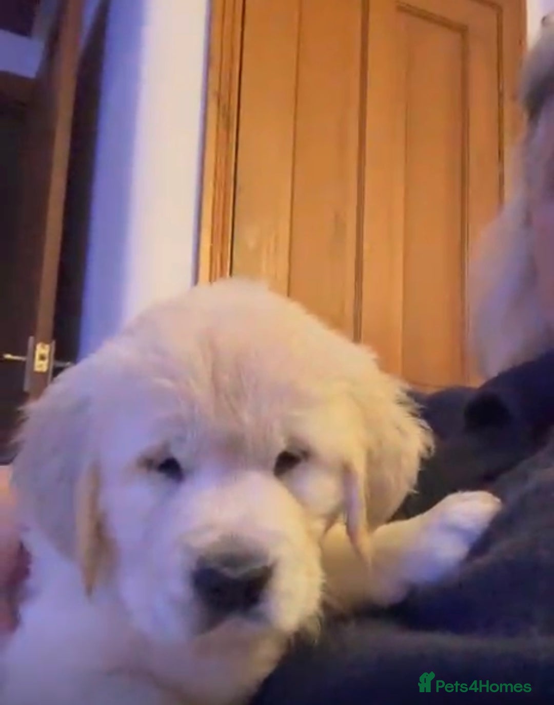 Golden Retriever dogs for sale: 15 weeks old Golden Retriever  - Advert 6