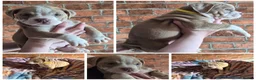 Mixed Breed dogs for sale: Stunning Old Tyme/English Bulldog Puppies–Ready2go - Advert 6