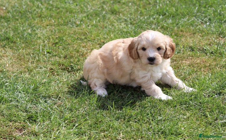 Cavapoochon dogs - Advert 7