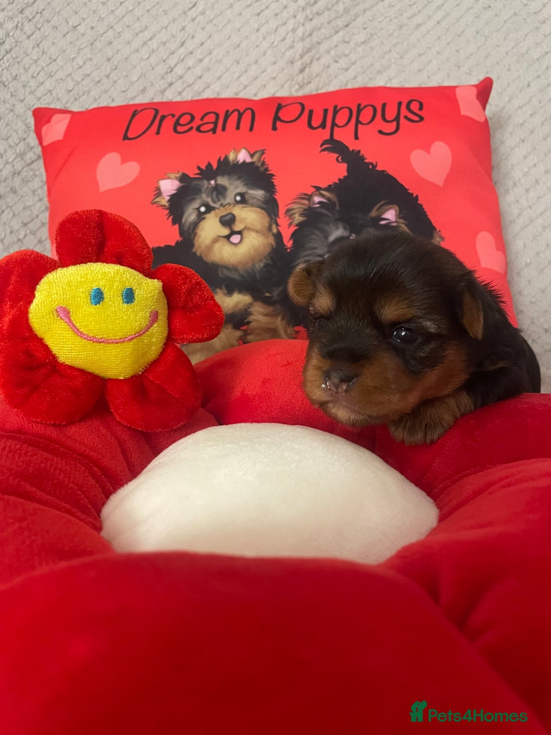 Yorkshire Terrier dogs for sale: Beautiful 2 Girls Yorkshire Terrier Pedigree  - Advert 16