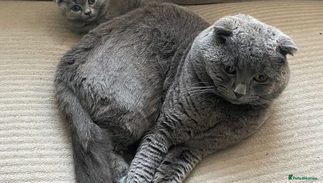 Scottish Fold cats for sale: Beautiful Blue Scottish Straight kitten - Advert 2