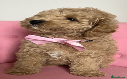 Poochon dogs for sale: 🐾 Poochon puppies 💕🐾🐾 - Image 3