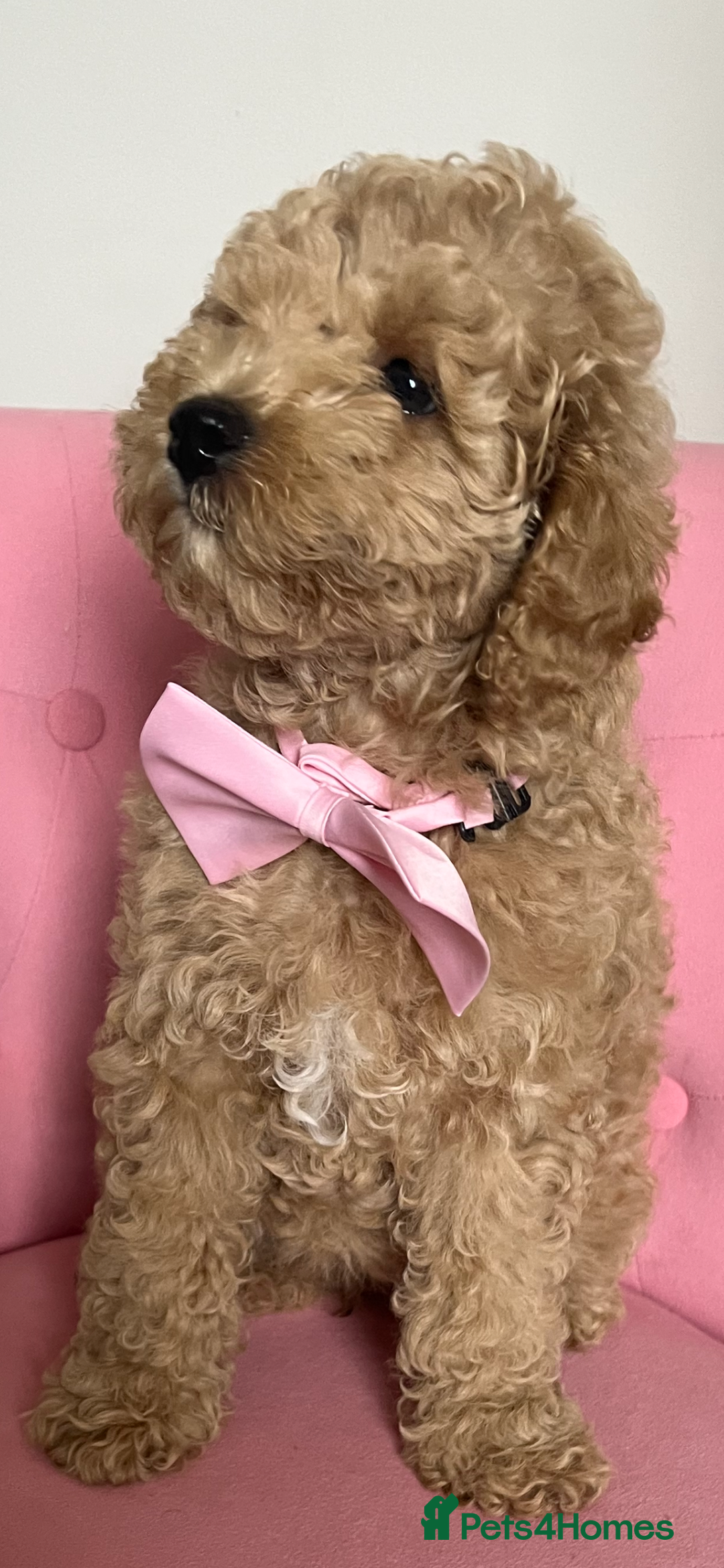 Poochon dogs for sale: 🐾 Poochon puppies 💕🐾🐾 - Image 3