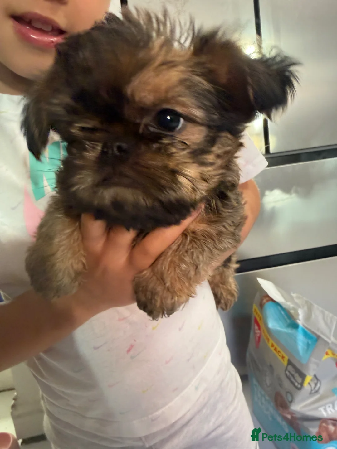 Griffon Bruxellois dogs for sale: Beautiful griffon boy  - Advert 5