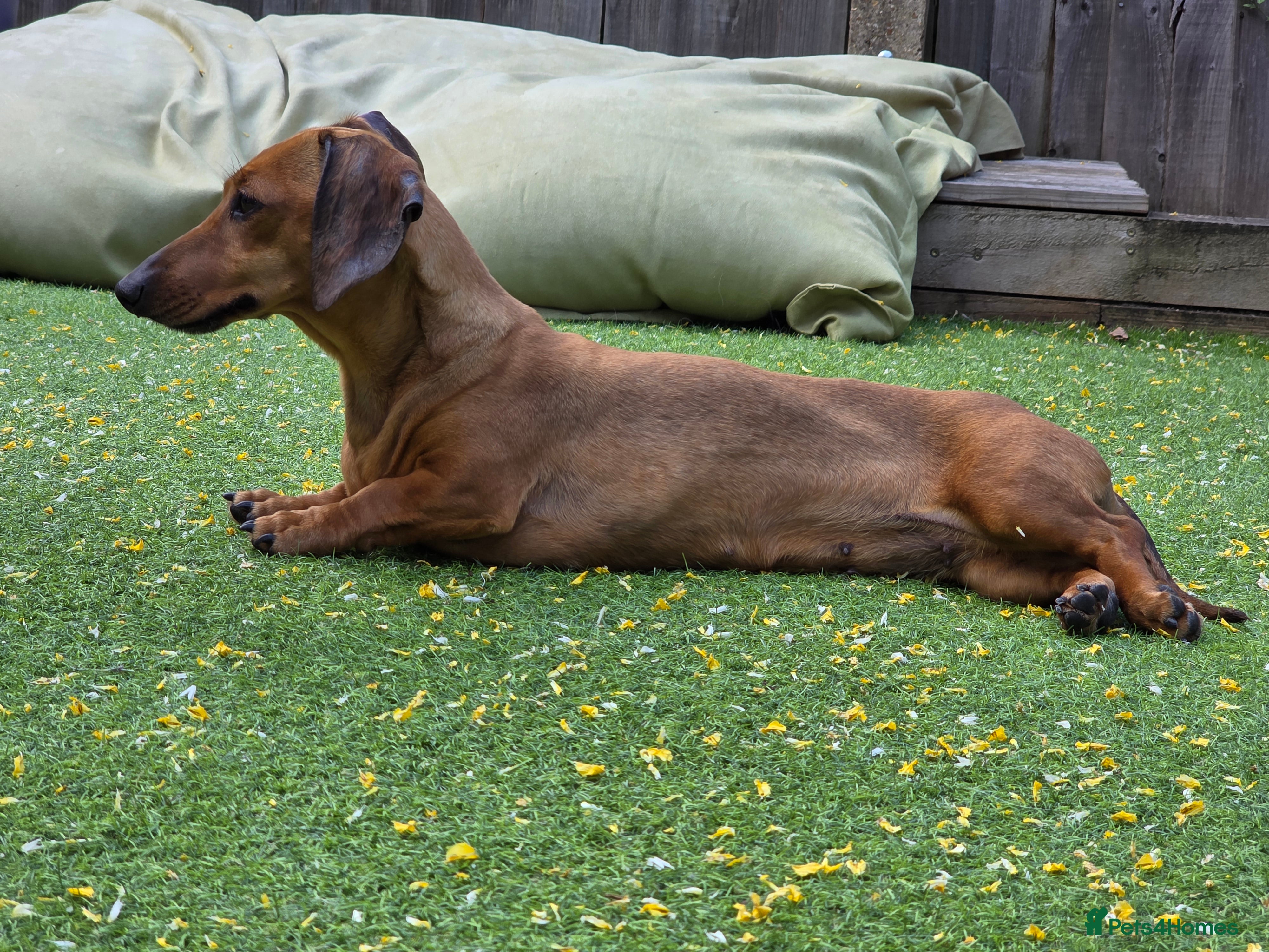 Dachshund dogs KC Registered Shorthaired dachshunds  - Advert 1