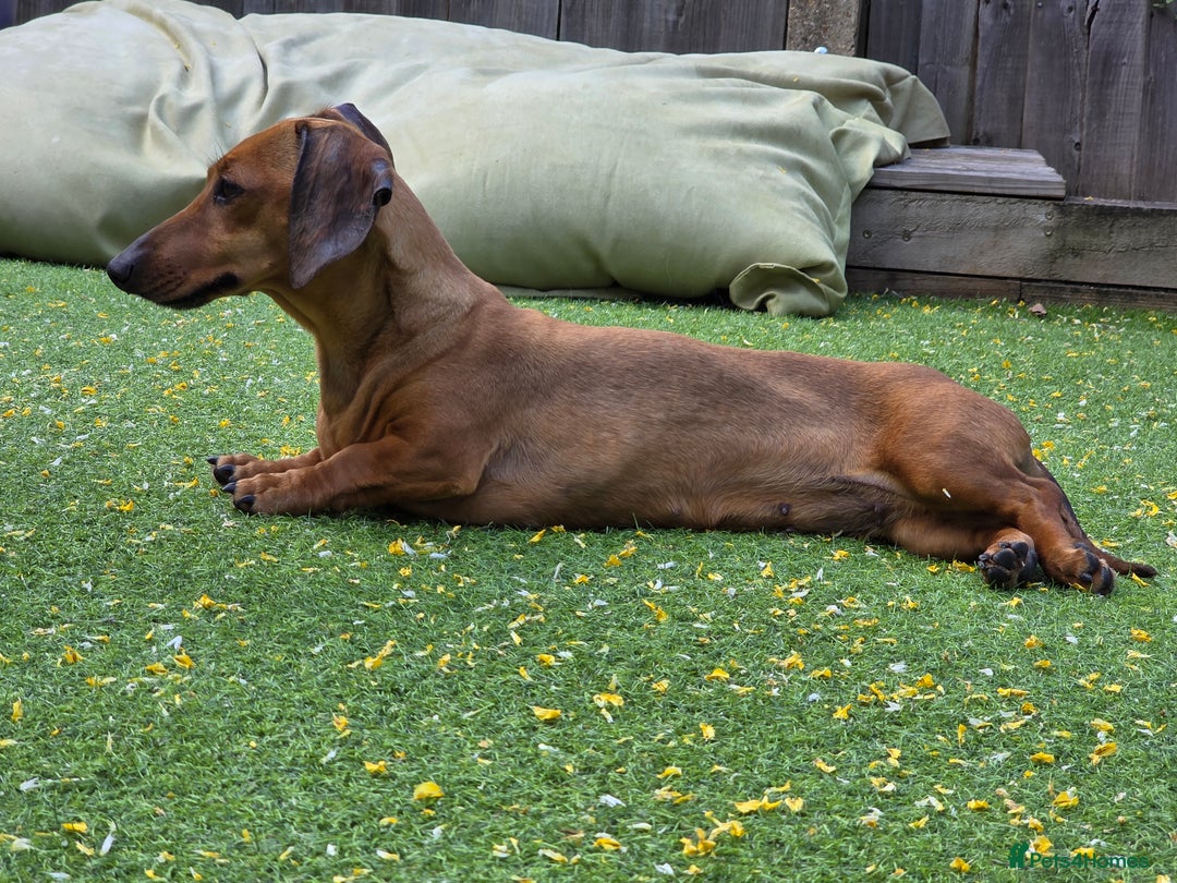 Dachshund dogs for sale: KC Registered Shorthaired dachshunds  - Advert 1