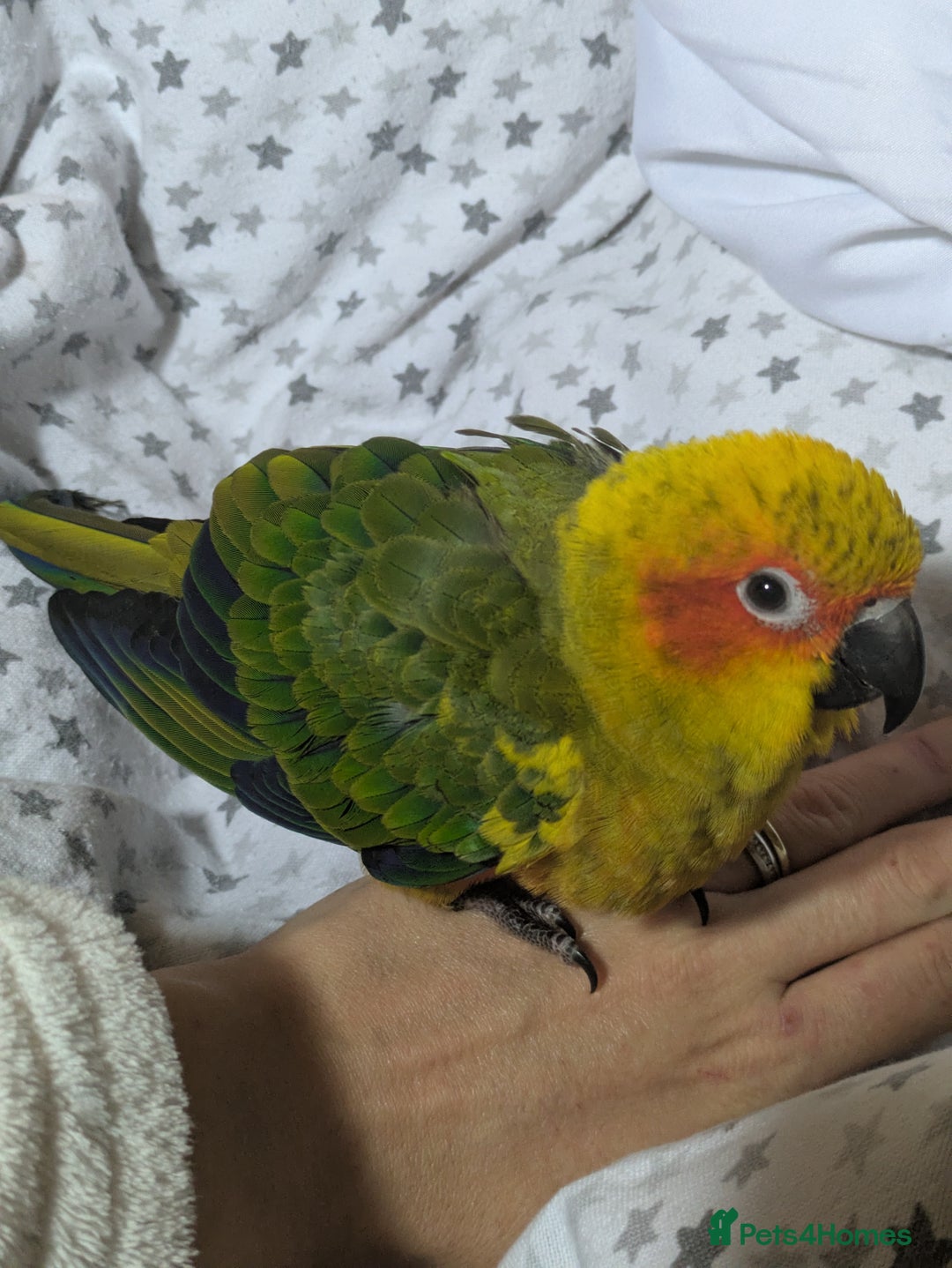 Conures birds for sale: Sun Conure super friendly baby - Advert 6