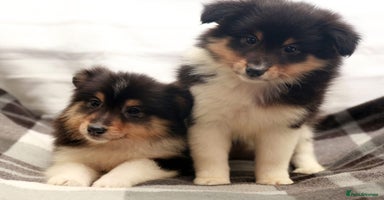 Shetland Sheepdog dogs Stunning Champions lines Tri Colour Girls  - Advert 13
