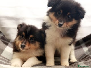 Shetland Sheepdog dogs Stunning Champions lines Tri Colour Girls - Advert 6
