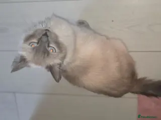 Ragdoll cats Ragdoll mum - Advert 5