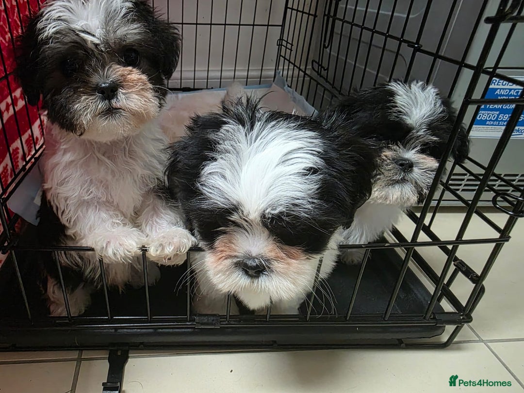 Malshi dogs for sale: Male Malshi Pups - Advert 9