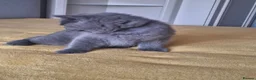 British Shorthair cats for sale: British Shorthair kittens 12 weeks old  in Luton - Advert 12