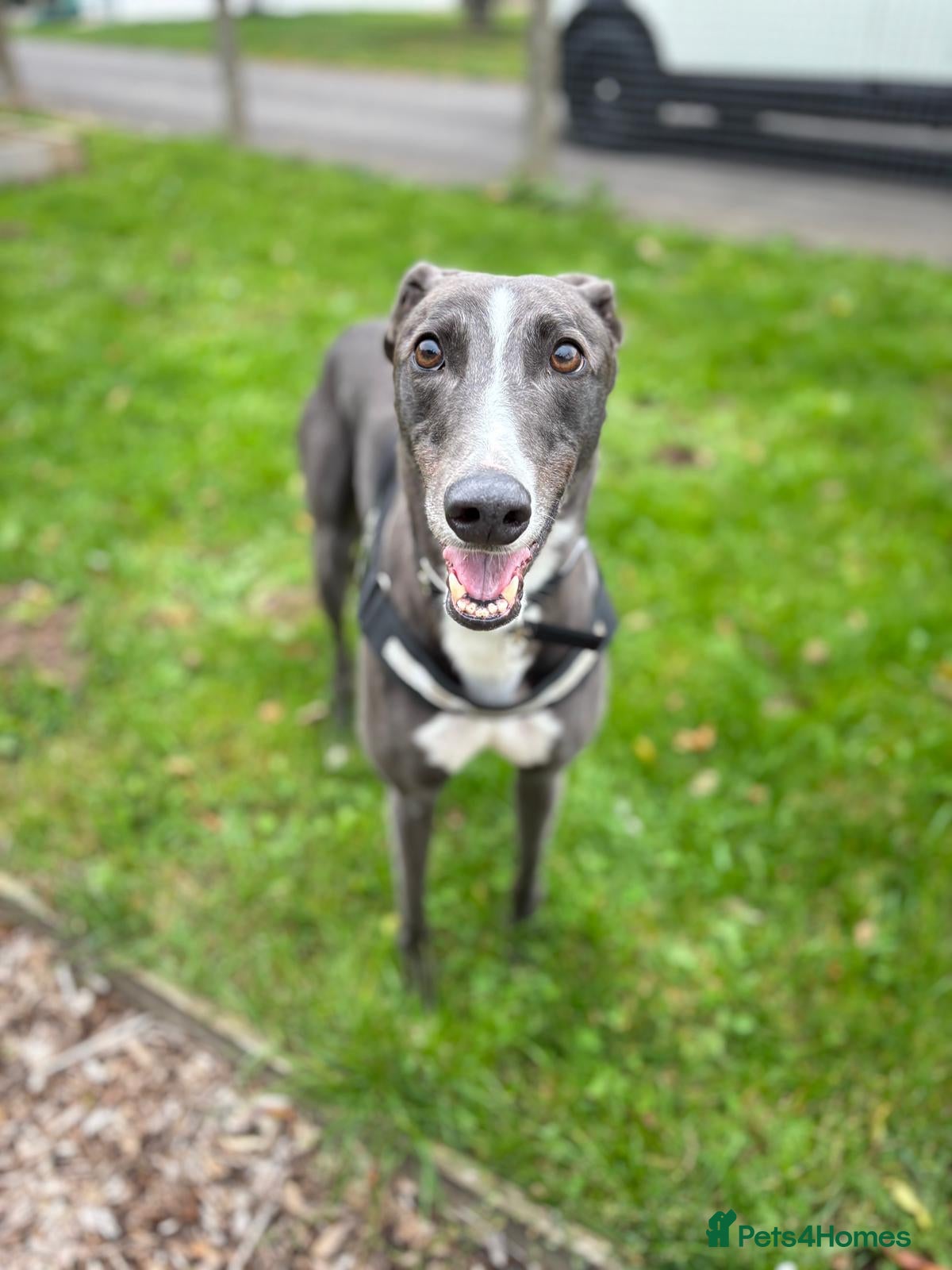 Greyhound dogs Ray   - Advert 3