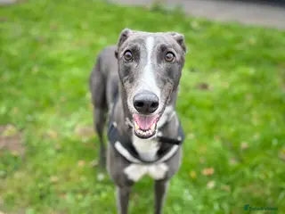 Greyhound dogs Ray - Advert 3