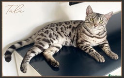 Bengal cats for sale: Silver Spotted Bengal Siblings Haja And Tala - Image 9