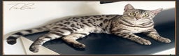 Bengal cats for sale: Silver Spotted Bengal Siblings Haja And Tala - Advert 9