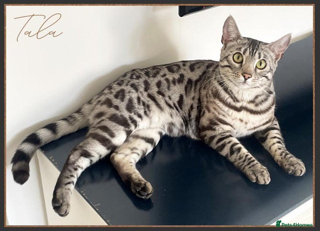 Bengal cats for sale: Silver Spotted Bengal Siblings Haja And Tala - Image 9