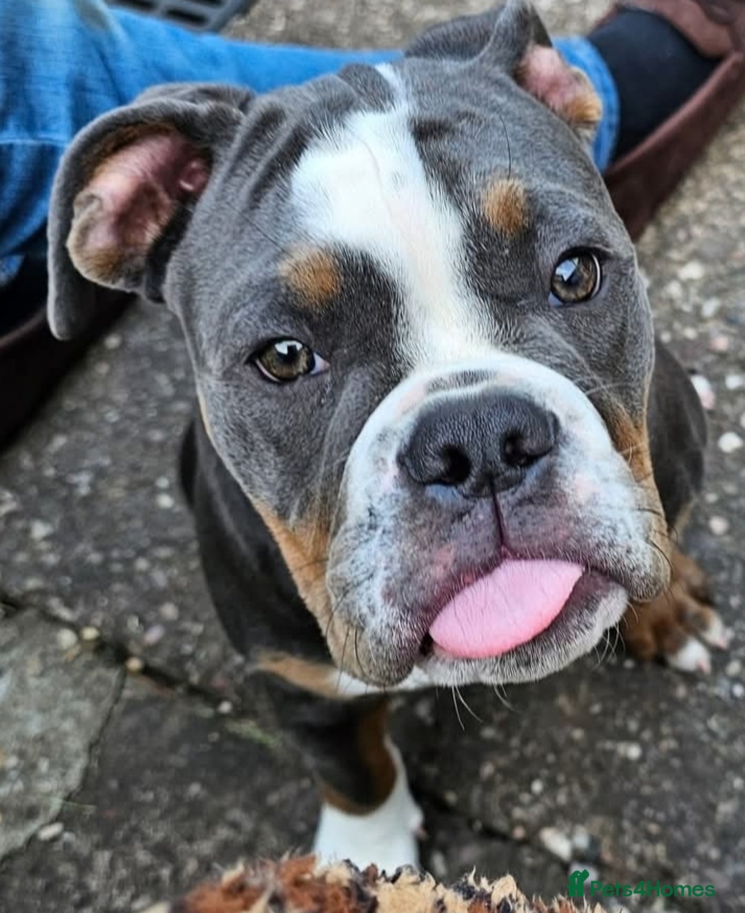 Olde English Bulldogge dogs for sale: 6 month old female NEBRR blu tri  - Image 2