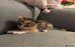 Oriental cats for sale: 4 beautiful kittens  - Image 3