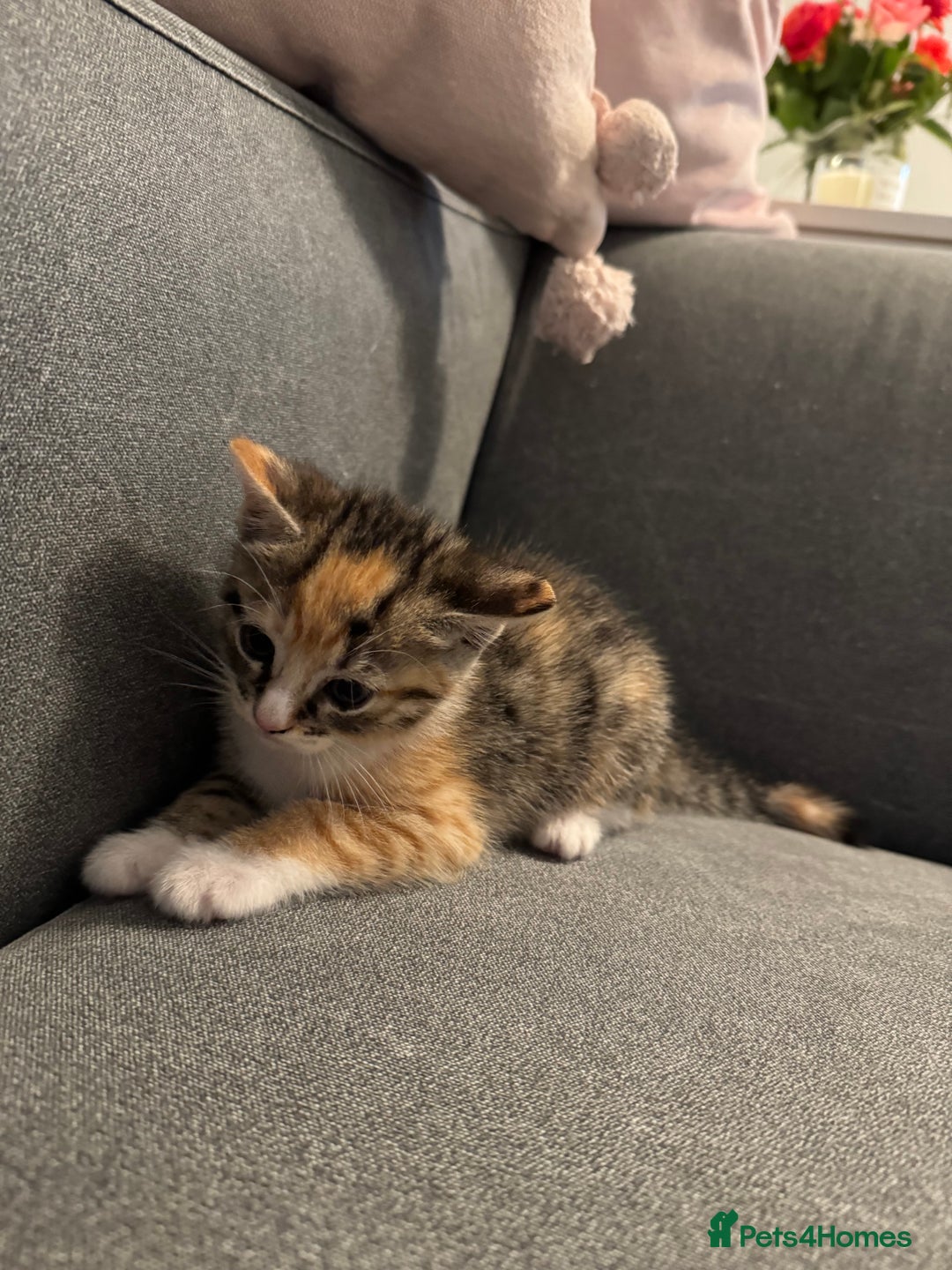 Oriental cats for sale: 4 beautiful kittens  - Image 3