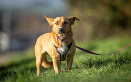 Mixed Breed dogs for adoption: Beautiful Maya is looking for her forever family  - Advert 5