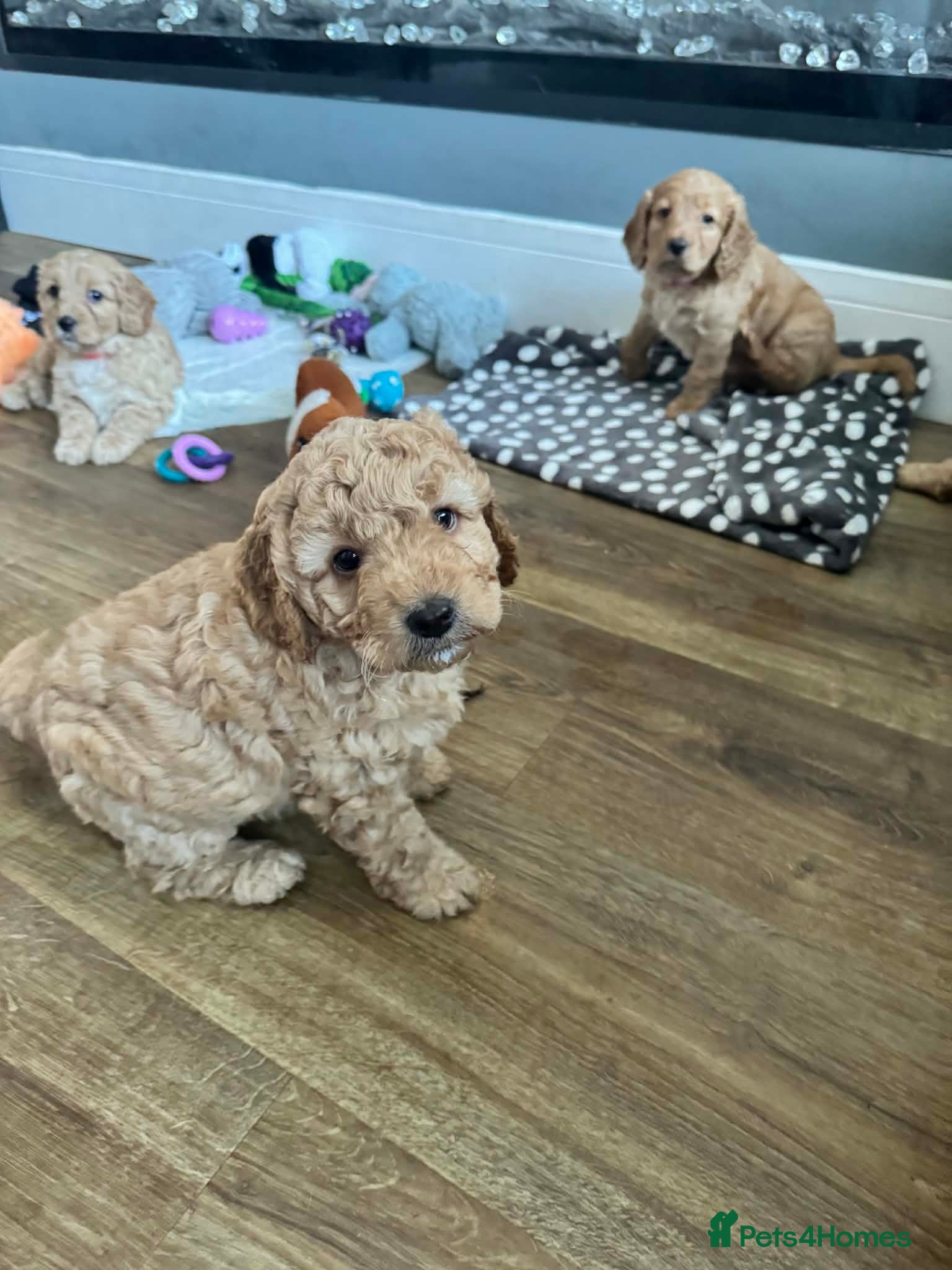 Cockapoo dogs Beautiful F2 Cockapoo 1 girl, 1 boy left - Advert 2