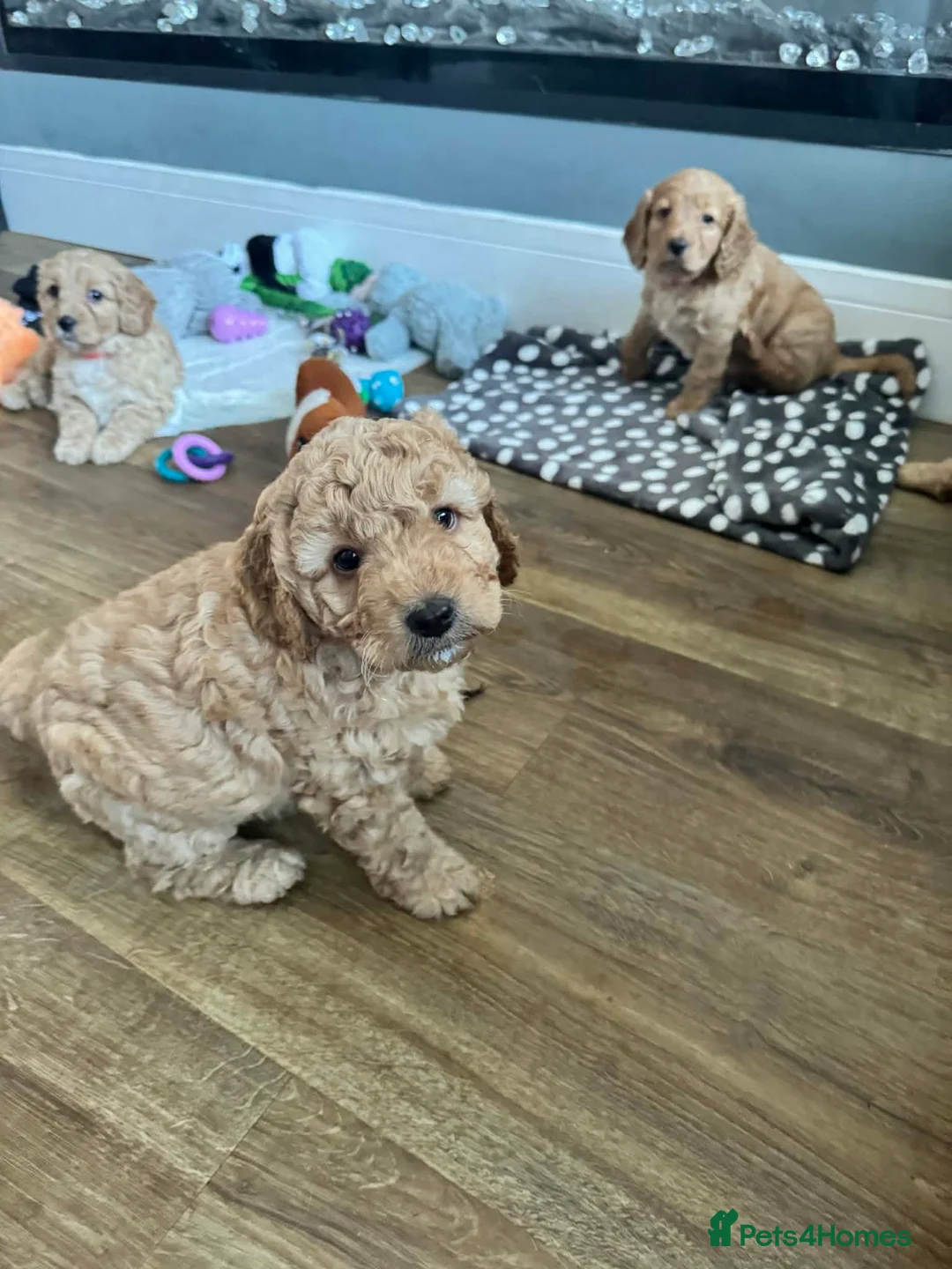 Cockapoo dogs for sale: Beautiful F2 Cockapoo 1 girl, 1 boy left - Advert 1