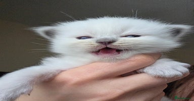 Ragdoll cats - Advert 6