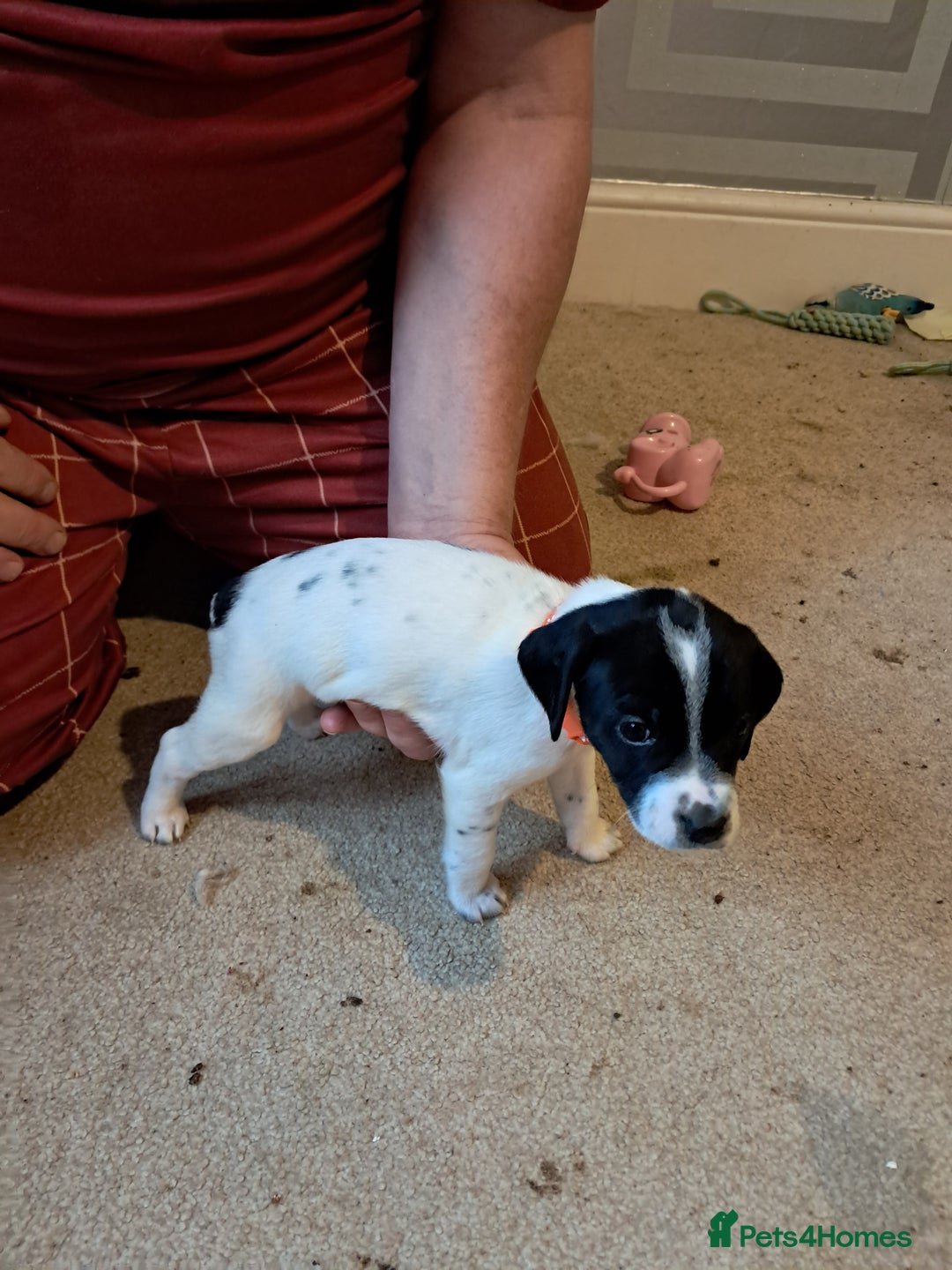 Mixed Breed dogs for sale: Splurcherpoo puppys - Advert 22