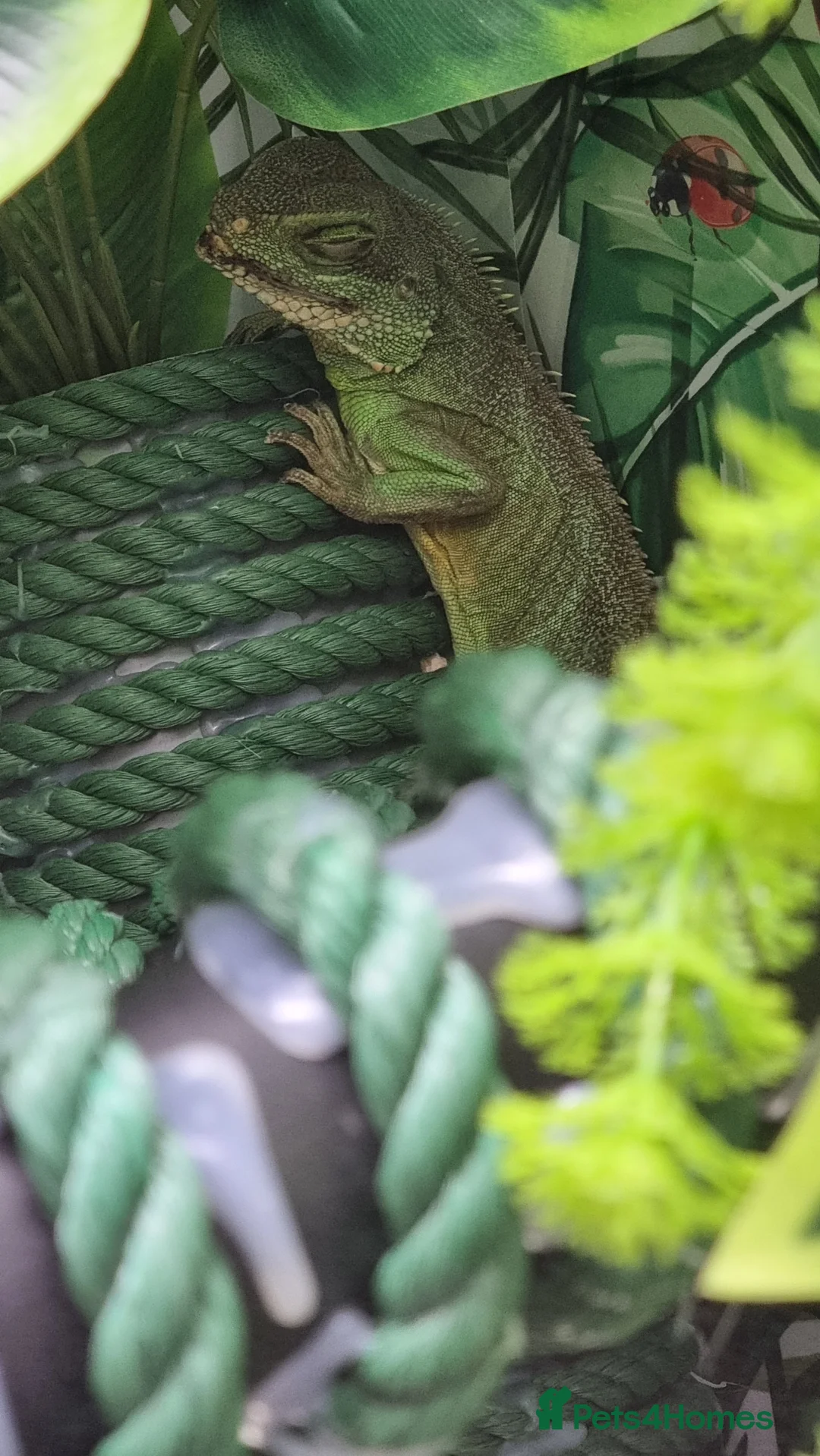 Lizard reptiles for sale: Female Chinese Water Dragon & Setup Free in Trowbridge - Advert 6