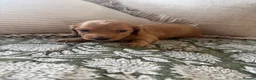 Miniature Dachshund dogs for sale:  KC Registered Long-Haired Dachshund Puppies ✨ - Advert 14