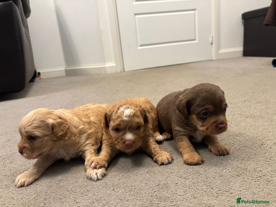 Mixed Breed dogs for sale: Cockapoochi Puppies - Image 11