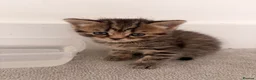Mixed Breed cats for sale: Scottish Fold Kittens Looking for Loving Homes in London - Advert 9