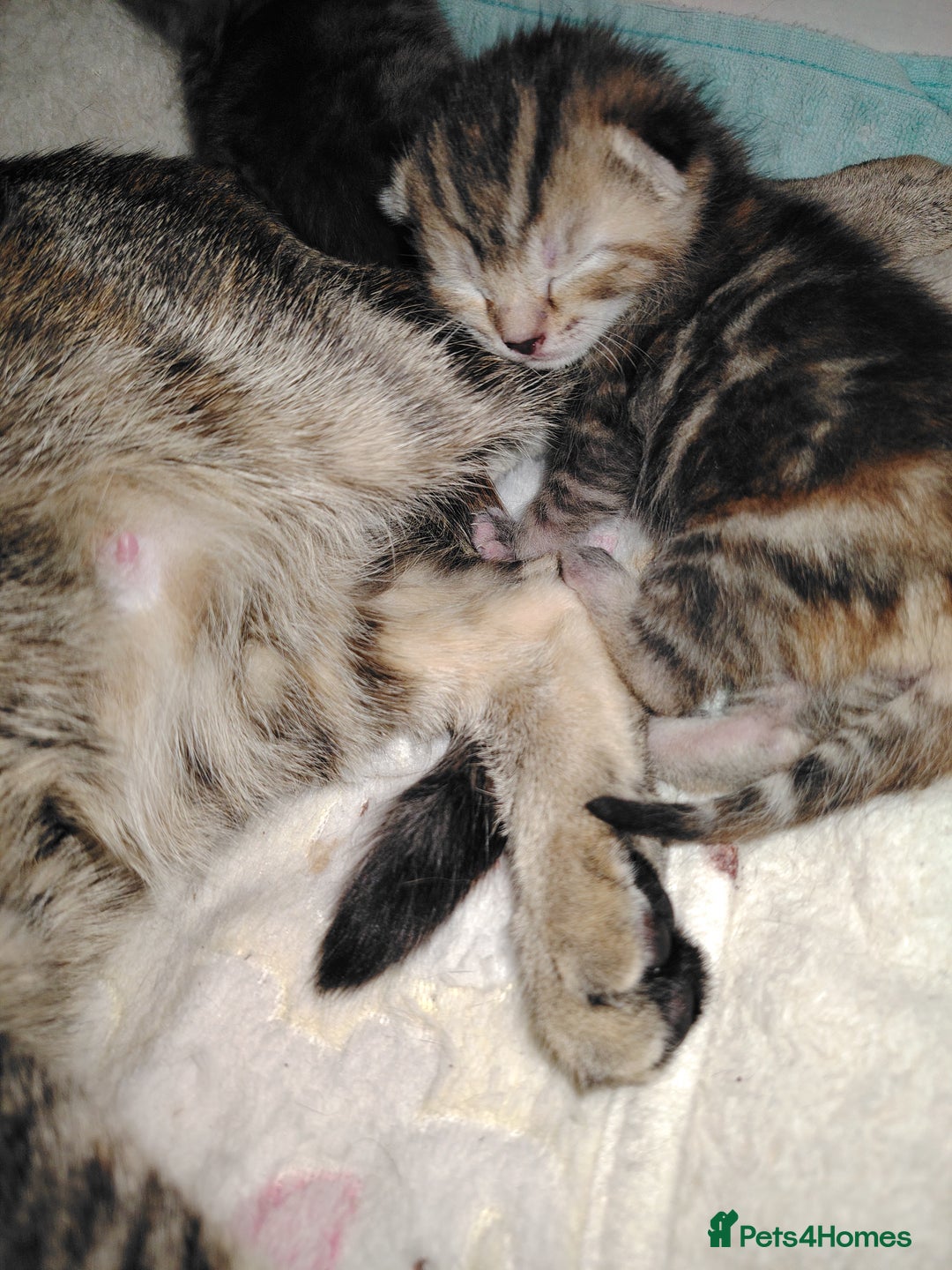 Mixed Breed cats for sale: Two female kitten's available  - Image 12